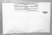 Protoparmeliopsis muralis image